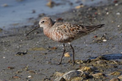  Curlew sandpiper (calidris ferruginea), Prverenges, Switzerland, May 2012