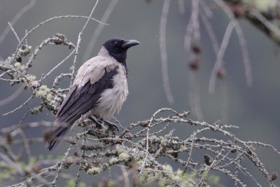 Hooded crow (corvus cornix), Ayer, Switzerland, May 2012.