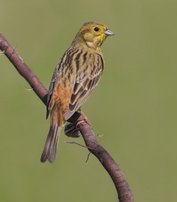 Yellowhammer (emberiza citrinella), Aclens, Switzerland, May 2012