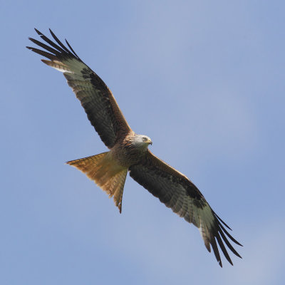 Red kite (milvus milvus), Echandens, Switzerland, May 2012