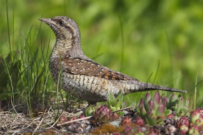 Wryneck (jynx torquilla), Ayer, Switzerland, May 2012