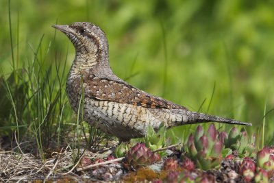 Wryneck (jynx torquilla), Ayer, Switzerland, May 2012