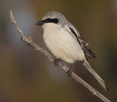 Desert grey shrike (lanius elegans elegans/algeriensis), Djerba, Tunisia, April 2012