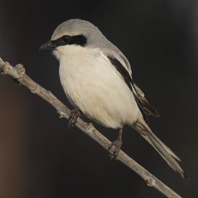 Desert grey shrike (lanius elegans elegans/algeriensis), Djerba, Tunisia, April 2012