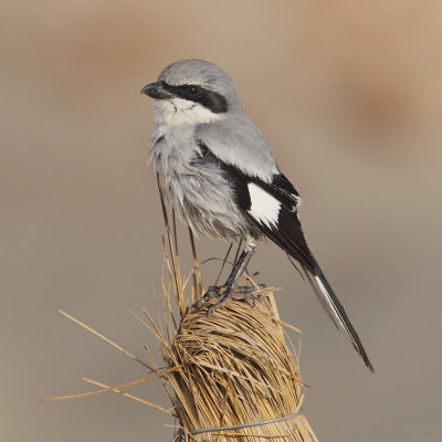 Desert grey shrike (lanius elegans algeriensis), Djerba, Tunisia, April 2012