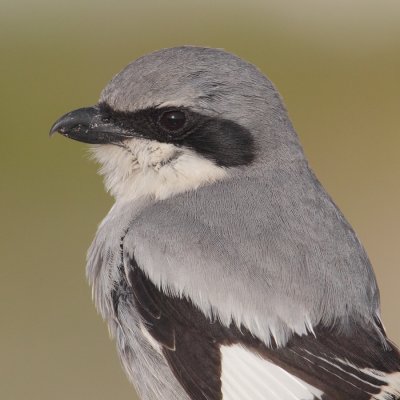 Desert grey shrike (lanius elegans algeriensis), Djerba, Tunisia, April 2012