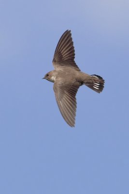 Crag martin (ptyonoprogne rupestris), Saint-Luc, Switzerland, May 2012