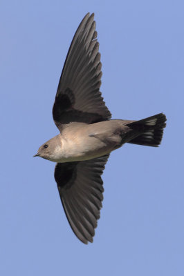 Crag martin (ptyonoprogne rupestris), Saint-Luc, Switzerland, May 2012