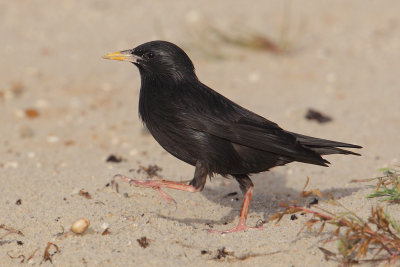 Spotless starling (sturnus unicolor), Djerba, Tunisia, April 2012