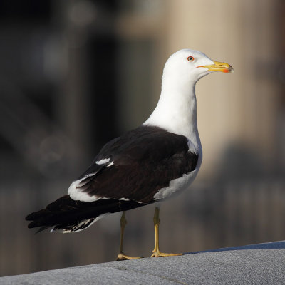 Lesser black-backed gull, Baltic gull (larus fuscus fuscus), Stockholm, Sweden, June 2012
