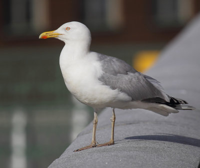 Herring gull (larus argentatus argentatus), Stockholm, Sweden, June 2012