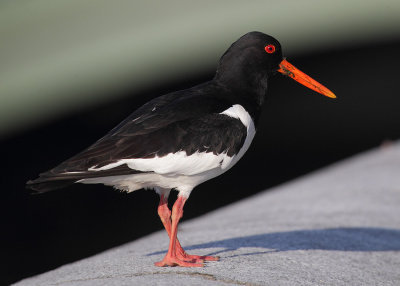 Eurasian oystercatcher (haematopus ostralegus), Stockhom, Sweden, June 2012