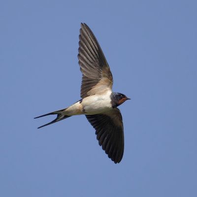 Swallow (hirundo rustica), Echandens, Switzerland, June 2012