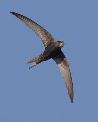 Common swift (apus apus), Echandens, Switzerland, July 2012