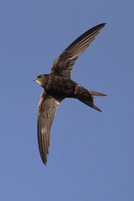 Common swift (apus apus), Echandens, Switzerland, July 2012