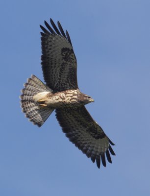 Common buzzard (buteo buteo), Bremblens, Switzerland, August 2012