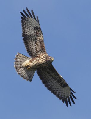 Common buzzard (buteo buteo), Bremblens, Switzerland, August 2012