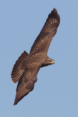 Common buzzard (buteo buteo), Grancy, Switzerland, August 2012