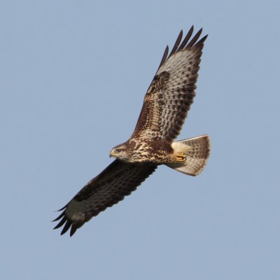 Common buzzard (buteo buteo), Grancy, Switzerland, August 2012