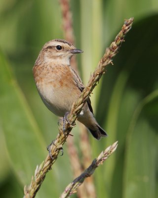 Whinchat (saxicola rubetra), Grancy, Switzerland, August 2012