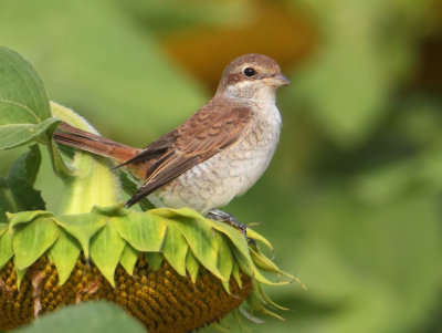 Red-backed shrike (lanius collurio), Aclens, Switzerland, August 2012