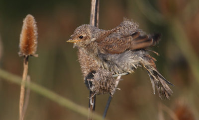 Red-backed shrike (lanius collurio), Vullierens, Switzerland, August 2012