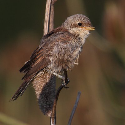 Red-backed shrike (lanius collurio), Vullierens, Switzerland, August 2012