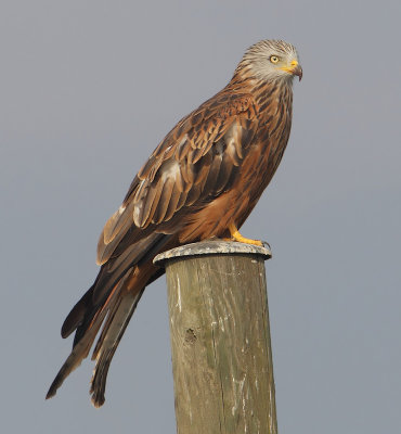 Red kite (milvus milvus), Grancy, Switzerland, August 2012