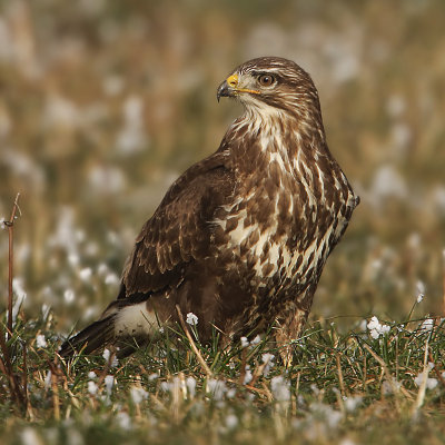 Common buzzard, Mont-la-Ville, Switzerland, December 2007
