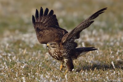 Common buzzard, Mont-la-Ville, Switzerland, December 2007