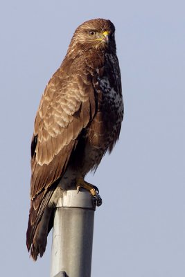 Common buzzard, Vullierens, Switzerland, December 2007