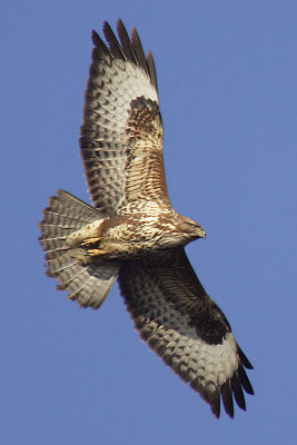 Common buzzard, Echandens, Switzerland, January 2008