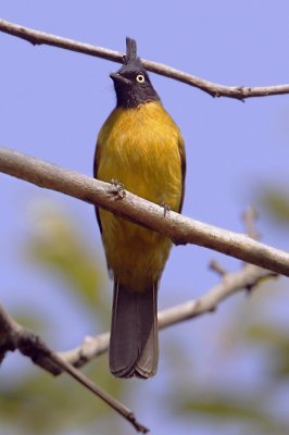 Black-crested bulbul (pycnonotus melanicterus) ڹڻ