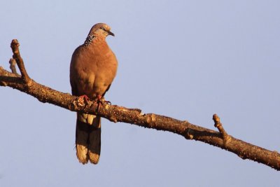 Spotted dove (streptopelia chinensis) 龱