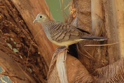 Barred ground dove/zebra dove (geopelia striata) ߼