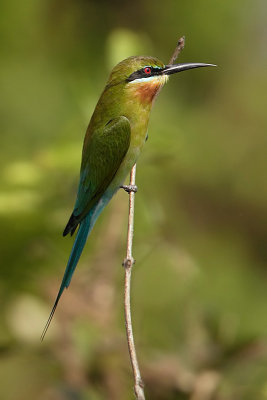 Blue-tailed bee-eater (merops philippinus) 仢