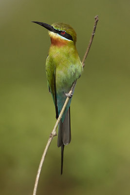 Blue-tailed bee-eater (merops philippinus) 仢