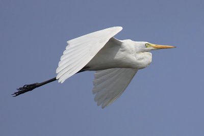 Intermediate egret (ardea intermedia)а