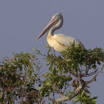 Spot-billed pelican (pelecanus philippensis) 