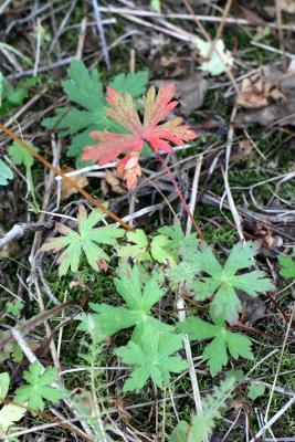 foliage