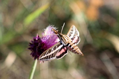 butterfliesnbugs