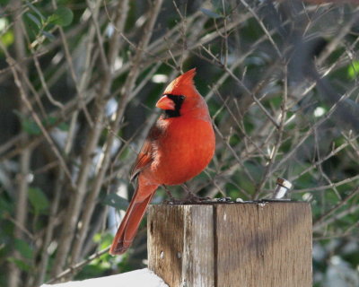 Male Cardinal Pose.jpg