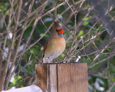 Female Cardinal Pose.jpg