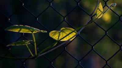 Leaves