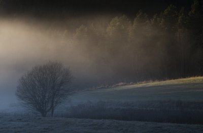 Fog