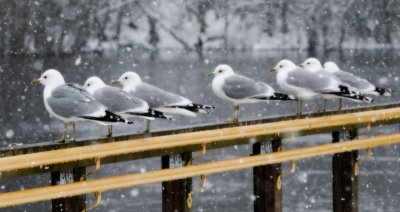 Seagulls in snow