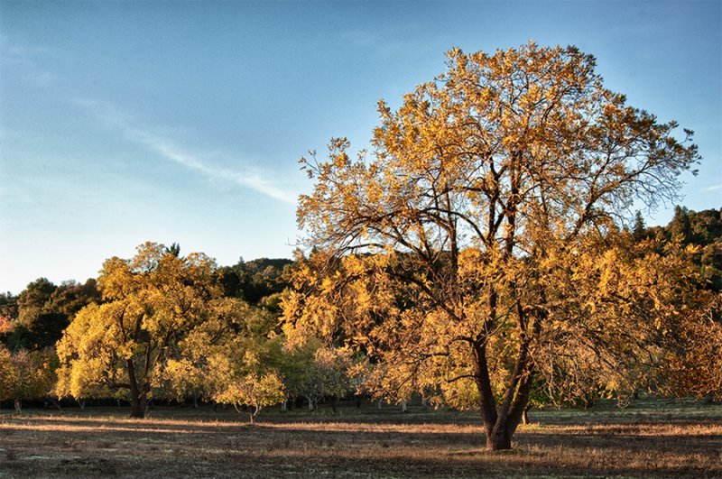 _DSC1105-08,HDR, Fall Oaks at sunrise, Portola Valley, reduced.jpg