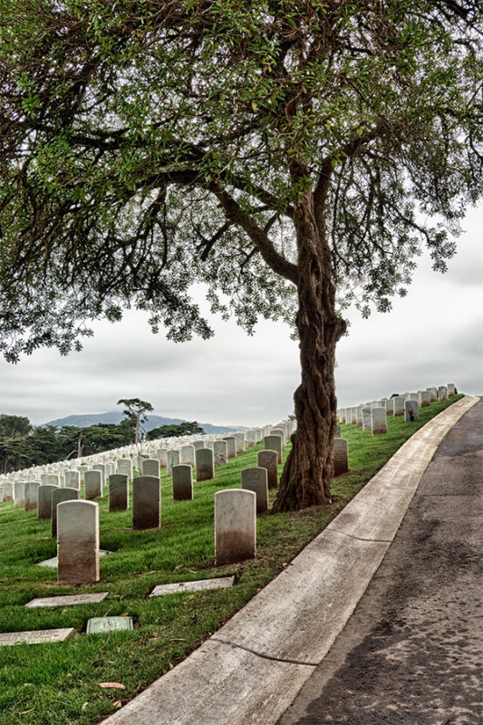 _DSC2982-85, HDR, Tree & Tombstones, Presidio Cemetary, psd files, reduced.jpg