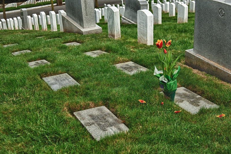 _DSC2997, TM, Fallen Tulip petals, Presidio Cemetary, reduced.jpg