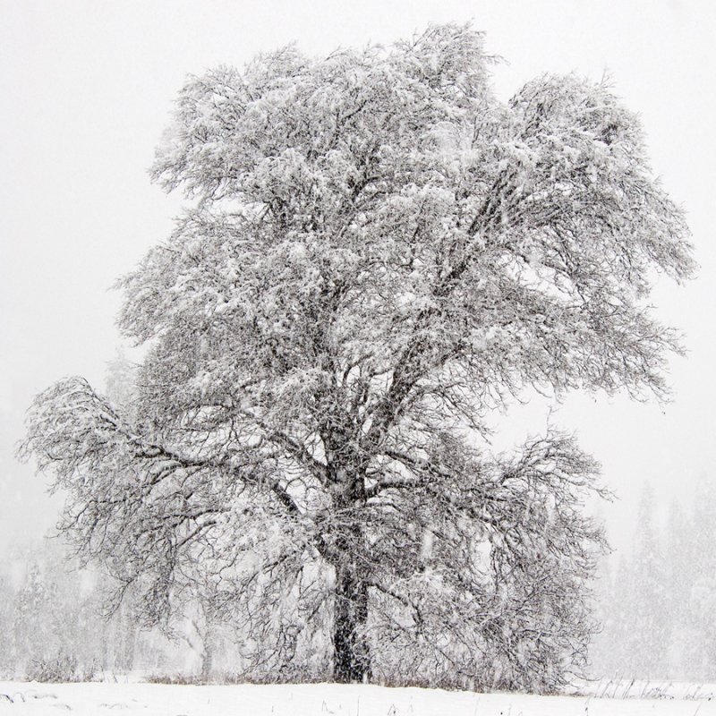 _DSC8177, Oak Tree in meadow below Yosemite Falls, reduced.jpg